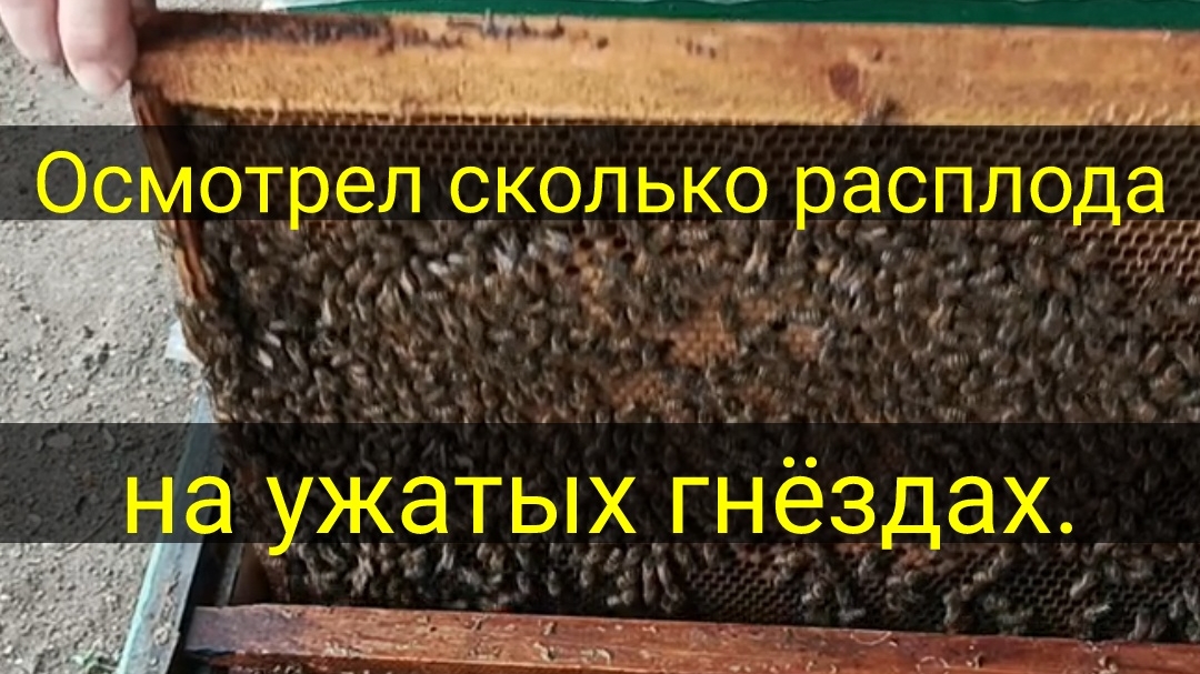 Осмотрел сколько расплода.