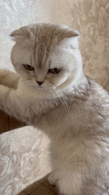 😸🎭