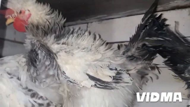 Куры замёрзли.(The chickens are frozen.)