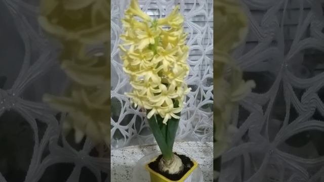 Мой необычный Геоцинт