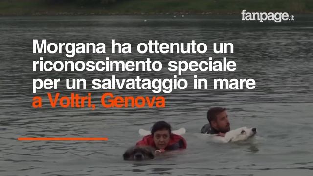 Casper, il primo cane da salvataggio cieco: era stato abbandonato, ora è un eroe
