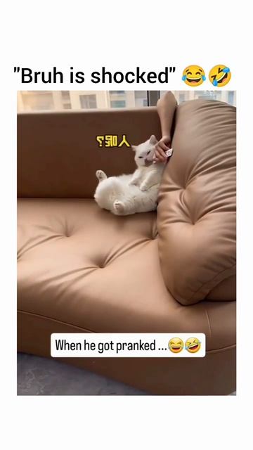Cat Gets Pranked