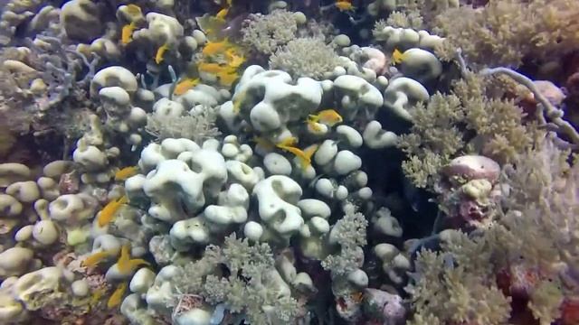 Diving Zanzibar (Kizimkazi - Nungwi - Mnemba) - GoPro