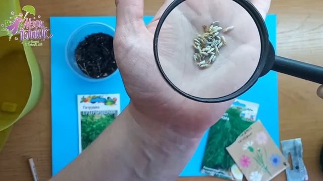 Как вырастить растение? (дополнение к утреннему кругу)