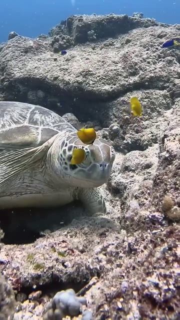 Magical underwater moment #USA #marinelife #UK #turtle #scubadiving #luxury #tranquility