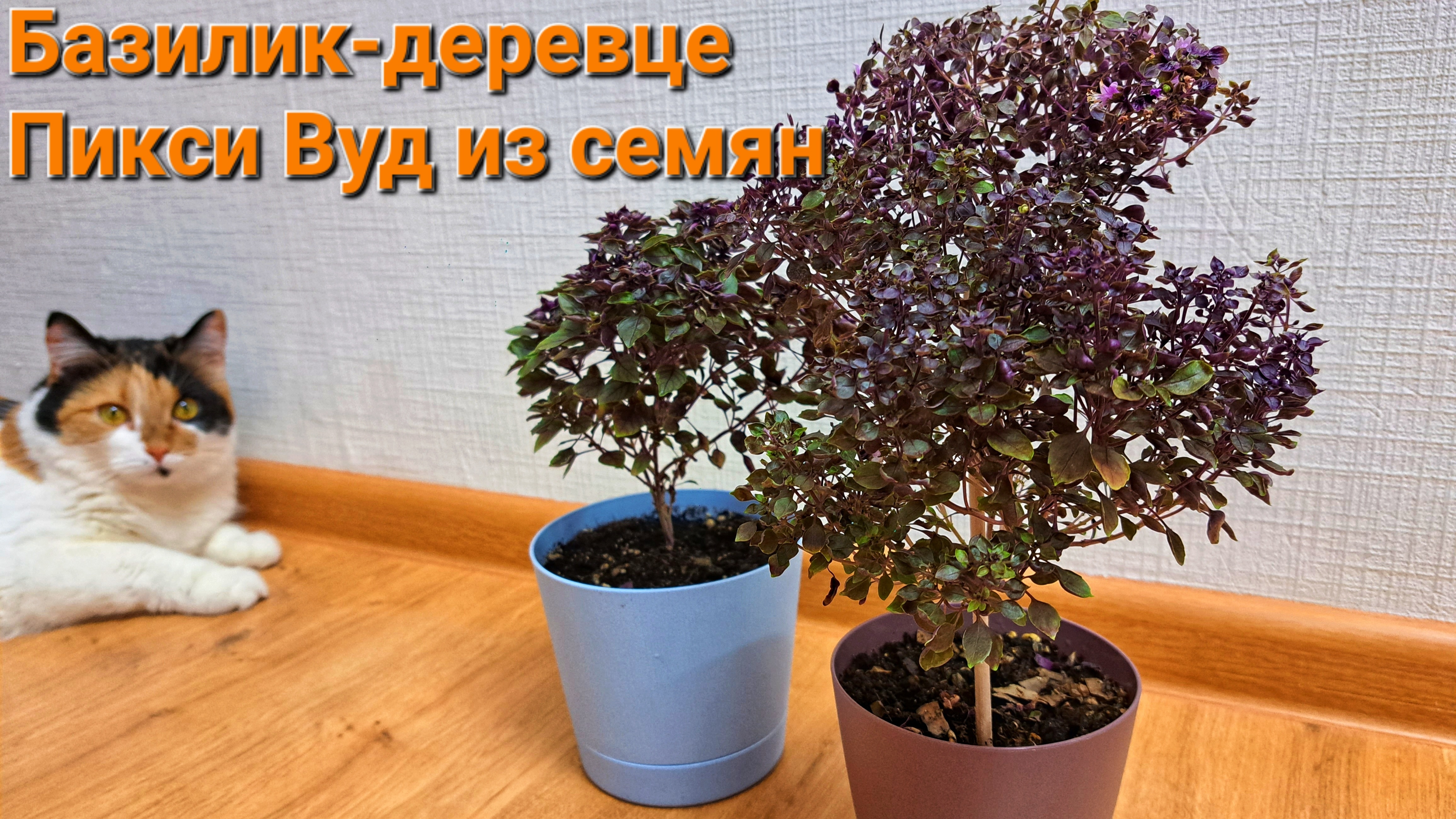Базилик Пикси Вуд. Как вырастить базилик в квартире.