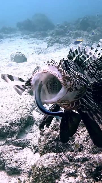 Lionfish #marinelife #marinemystery #sea #scuba #fishspecies #ocean