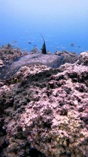 Lifts off #ScubaDiving #Ocean #Reef #UnderwaterCreatures #Marine #Beauty #AmazingSeaCreatures