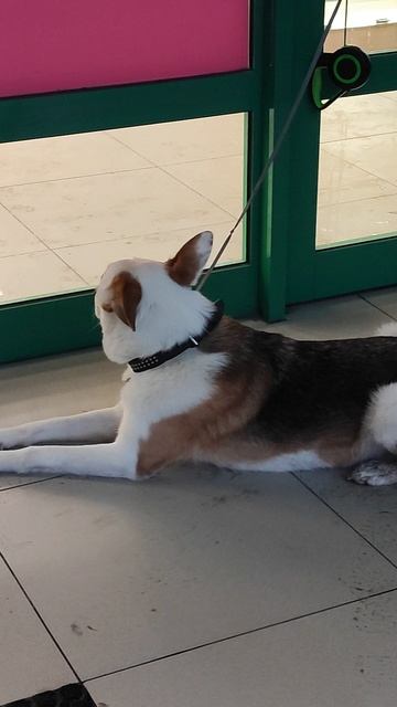 Каролинская собака🐕