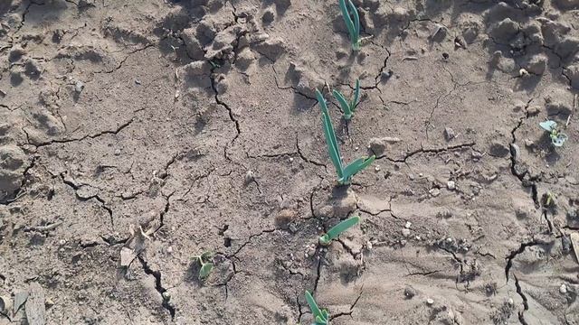 24 марта Первые всходы