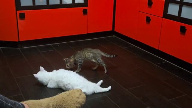 иди котику некуда.