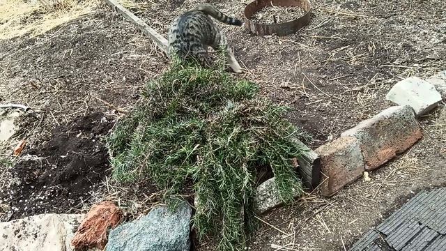 1000030226.mp  истребитель мышей.