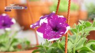Огурцы, земляника и цветы. Как тепличники заботятся о своих культурах