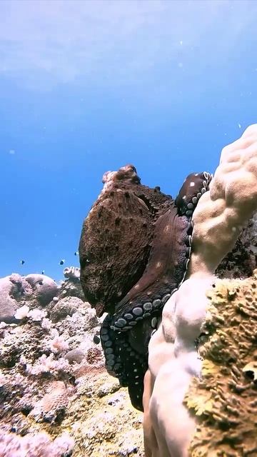 Moving OCTOPUS 🐙 #marinelife #usa #ocean #octopus #deepocean(1)