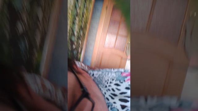 Мои попугаи.