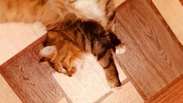 обзор на моего кота