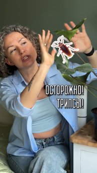 Трипсы