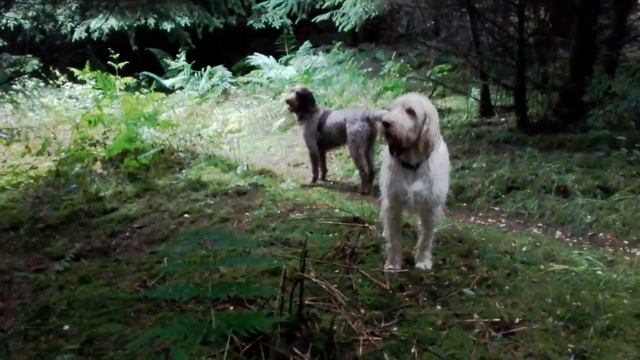 Spinones Bozco and lola spy a ghost in Bryn Dansi wood above colwyn bay