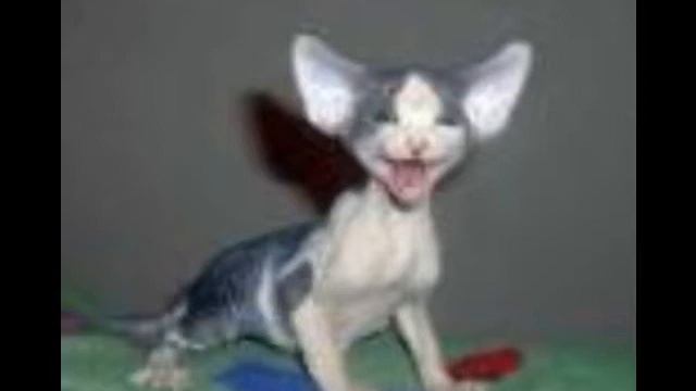 sphynx.wmv