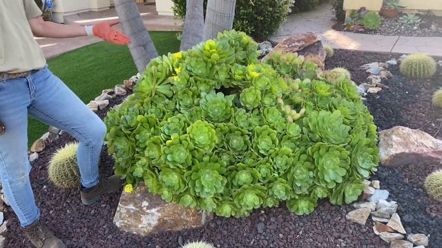 Let’s talk about Aeoniums and Snout Weevil (and some other stuff)