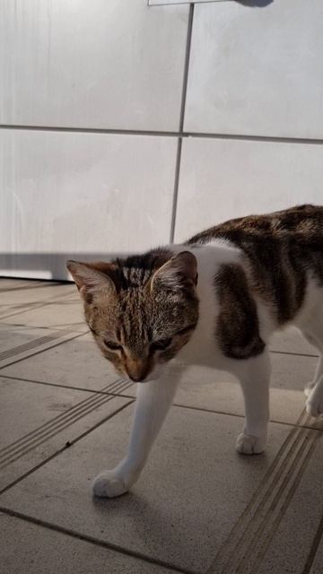 Котик в добрые руки