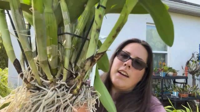 Orchid Haul 3 Days at Palmer Open House