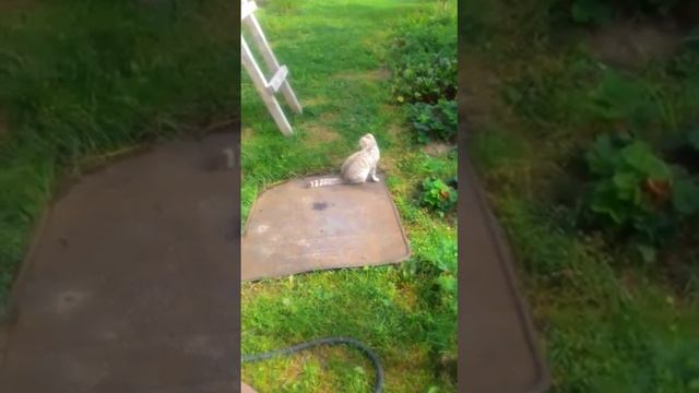Котёнок Жеша и Фани. Видео из новой семьи .