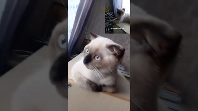 Котёнок "Кокос"