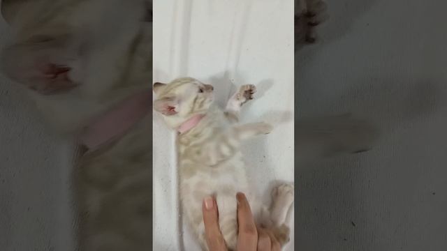 Бенгальские котята Снежный линкс