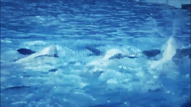 :Lugia's Song: