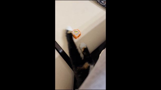 Киска захотела суши
