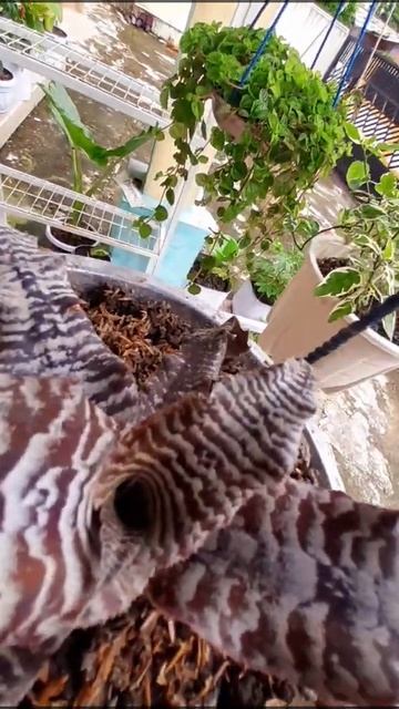 Tanaman Hias Cryptanthus zonatus dan Sansevieria golden flame