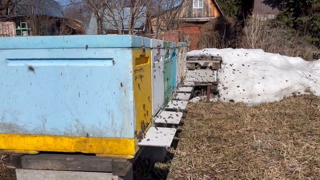 25.03.25 первый весенний облет