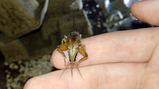 Сверчок поёт на руке The cricket sings on the hand.
