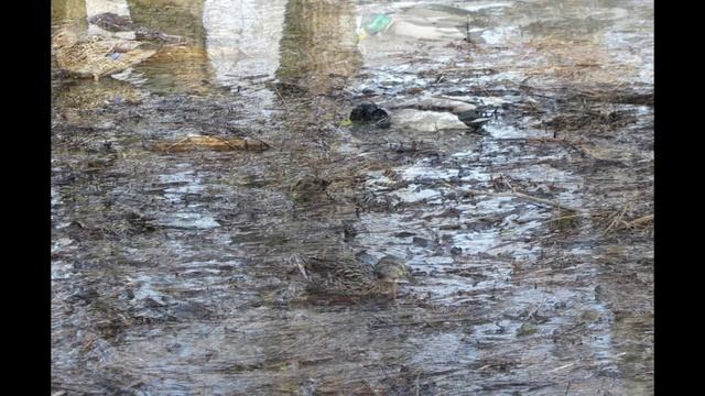 10 апреля 2021 год, Измайловский лесопарк. Пруды.