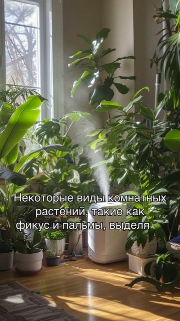 Уникальные способы увлажнения воздуха
