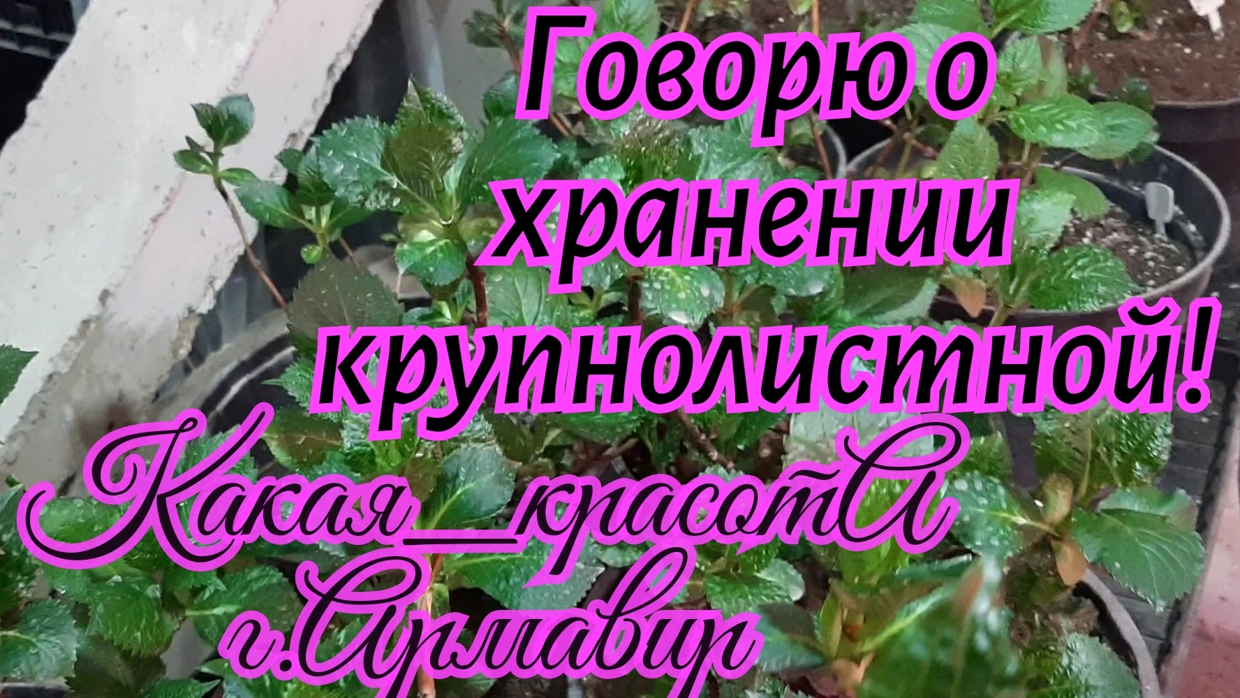 Хранила гортензию при высокой влажности и поливала!Для чего?22.03.25