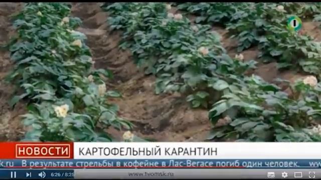 Золотая картошка