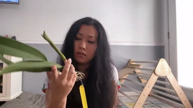 Unboxing and Pot Orchids/Vanda Bangkok Sunset and Recc Frances Fox