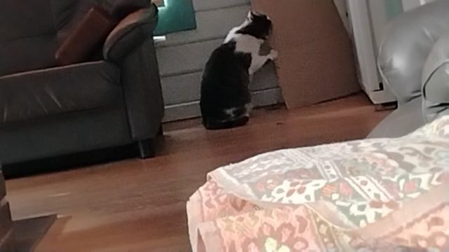 Кот Джорик развлекается. VID_20250318_111706~2
