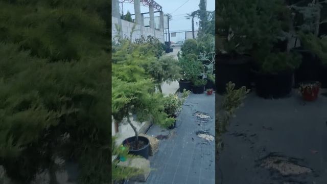 Спешка по двойном не знаний может привести к печальным последствиям при посадки растений #сад #дача