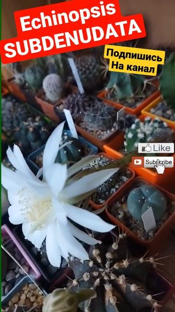 Echinopsis SUBDENUDATA #cactus #кактусы #subscribe #trending #подпишись #shorts