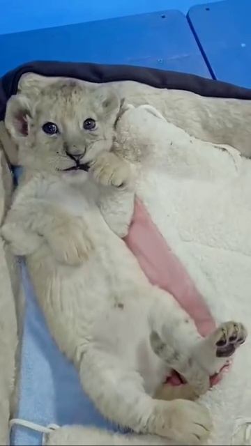 lions_clips_1713049479_3345623144835865404_55340141030