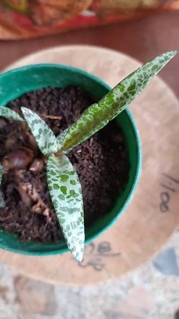 Ledebouria growing