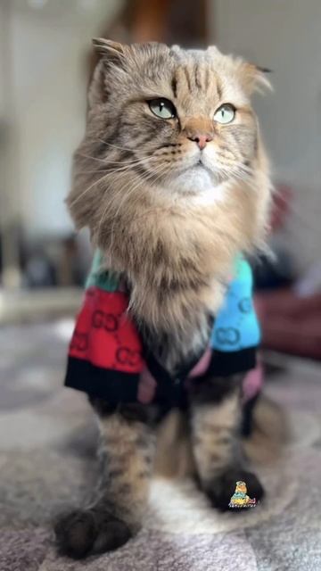 Вам понравились мои наряды?🥹❤️ #котики #весна #кот