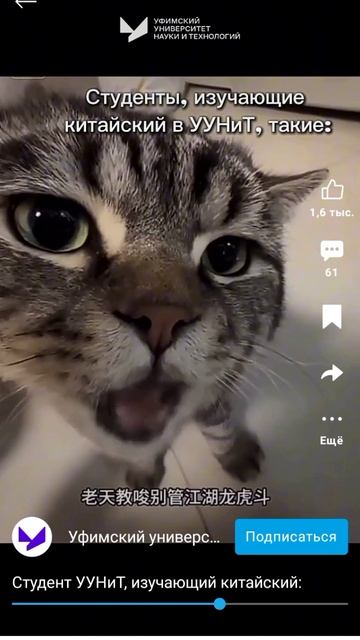Китайский кот из уннит