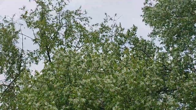 Черёмуха цветёт. Улица Водопроводная. Тавричанка 19.05.2022