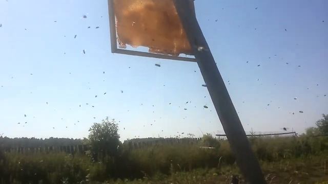 Вылет  10 го и 11 го роя в этом году.И привитие на ствол клёна.