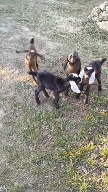 Первый выход в свет.