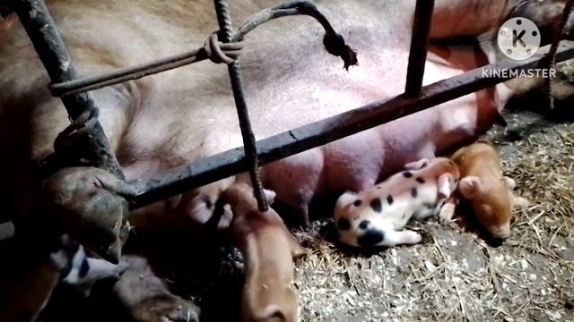 Частый вопрос ЧТО ДЕЛАТЬ ЕСЛИ СВИНОМАТКА ОТКАЗЫВАЕТСЯ КОРМИТЬ ПОРОСЯТ после опороса 🤔🤔🤔